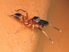Myrmarachne formicaria 92685347 by Zygy. Used under a CC0 license.
