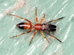 Myrmarachne formicaria 92685800 by Zygy. Used under a CC0 license.