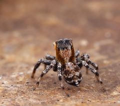 Naphrys pulex 393821112 by RL7836. Used under a CC BY 4.0 license.