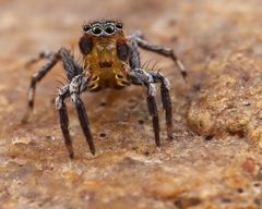 Naphrys pulex 393821135 by RL7836. Used under a CC BY 4.0 license.
