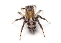 Naphrys pulex 402795474 by Matthew Lindsey. Used under a CC BY 4.0 license.