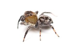 Naphrys pulex 402795498 by Matthew Lindsey. Used under a CC BY 4.0 license.