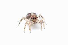 Naphrys pulex 402796238 by Matthew Lindsey. Used under a CC BY 4.0 license.
