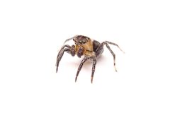 Naphrys pulex 403285921 by Matthew Lindsey. Used under a CC BY 4.0 license.