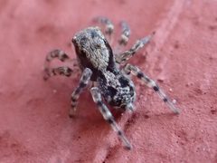 Naphrys pulex 41699451 by Zygy. Used under a CC0 license.
