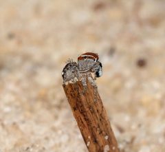 Naphrys xerophila 68396451 by Giff Beaton. Used under a CC BY 4.0 license.