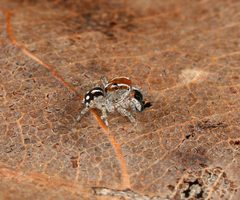 Naphrys xerophila 68396463 by Giff Beaton. Used under a CC BY 4.0 license.