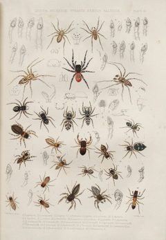BlackwallSpidersPlateIII by John Blackwall. Used under a Public domain license.