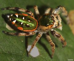 Paraphidippus aurantius 1357 by platycryptus. Used under a CC BY 2.0 license.