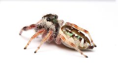 Paraphidippus aurantius 402796013 by Matthew Lindsey. Used under a CC BY 4.0 license.