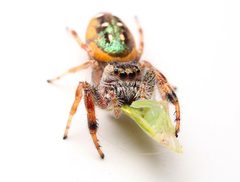 Paraphidippus aurantius 402796040 by Matthew Lindsey. Used under a CC BY 4.0 license.