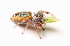 Paraphidippus aurantius 402796075 by Matthew Lindsey. Used under a CC BY 4.0 license.