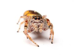 Paraphidippus aurantius 402796120 by Matthew Lindsey. Used under a CC BY 4.0 license.