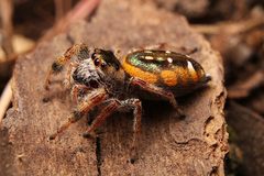 Paraphidippus aurantius 402796190 by Matthew Lindsey. Used under a CC BY 4.0 license.