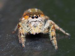 Paraphidippus aurantius 46399965 by Zygy. Used under a CC0 license.