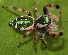 Paraphidippus aurantius 9278a by David Hill. Used under a CC BY 2.0 license.
