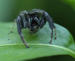 Paraphidippus aurantius P1160783a by
xpda. Used under a CC BY-SA 4.0 license.