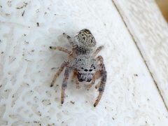 Paraphidippus fartilis 203668297 by Francisco Farriols Sarabia. Used under a CC BY 4.0 license.