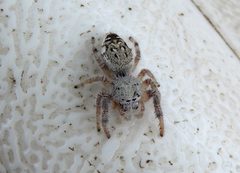 Paraphidippus fartilis 203668315 by Francisco Farriols Sarabia. Used under a CC BY 4.0 license.