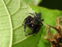 Paraphidippus fartilis 231718854 by Francisco Farriols Sarabia. Used under a CC BY 4.0 license.