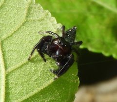Paraphidippus fartilis 231718905 by Francisco Farriols Sarabia. Used under a CC BY 4.0 license.