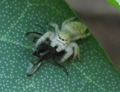 Paraphidippus fartilis 235150579 by Francisco Farriols Sarabia. Used under a CC BY 4.0 license.