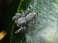 Paraphidippus fartilis 249314129 by Yoatzin Peñaflor. Used under a CC BY 4.0 license.