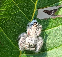 Paraphidippus fartilis 325855235 by Alberto Alcalá. Used under a CC BY 4.0 license.