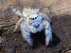 Paraphidippus fartilis 565517 by Francisco Farriols Sarabia. Used under a CC BY 4.0 license.