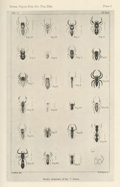 Hentz Plate 9 by Nicholas Marcellus Hentz. Used under a Public domain license.
