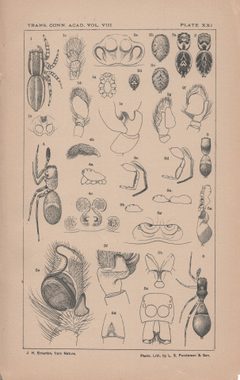 New England spiders of the family Attidae - Plate 21 by James Henry Emerton
. Used under a Public domain license.
