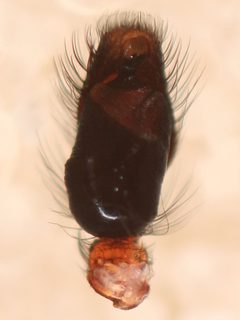 Pelegrina aeneola pedipalp by Kaldari. Used under a CC0 license.