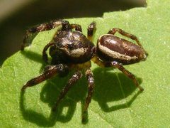 PelegrinaExigua by Smidon33. Used under a CC BY-SA 3.0 license.