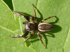 PelegrinaExigua1 by Smidon33. Used under a CC BY-SA 3.0 license.