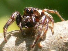 PelegrinaExigua3 by Smidon33. Used under a CC BY-SA 3.0 license.