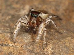Kaldari Pelegrina flaviceps 01 by Kaldari. Used under a CC0 license.