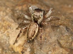 Kaldari Pelegrina flaviceps 02 by Kaldari. Used under a CC0 license.