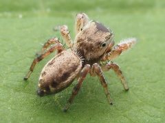 Pelegrina flaviceps 160384772 by Zygy. Used under a CC0 license.