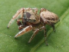 Pelegrina flaviceps 160384913 by Zygy. Used under a CC0 license.