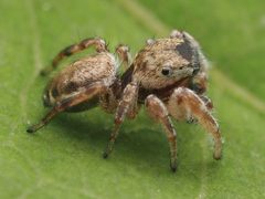 Pelegrina flaviceps 160385308 by Zygy. Used under a CC0 license.
