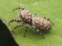Female Pelegrina galathea 164465027 by Zygy. Used under a CC0 license.