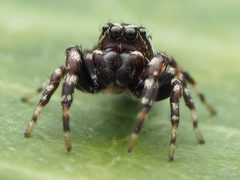 Pelegrina galathea 128697208 by Zygy. Used under a CC0 license.