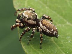 Pelegrina galathea 164451602 by Zygy. Used under a CC0 license.