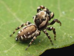 Pelegrina galathea 164451615 by Zygy. Used under a CC0 license.