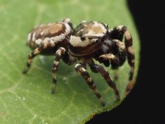 Pelegrina galathea 164451631 by Zygy. Used under a CC0 license.
