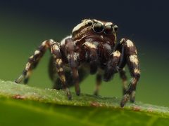 Pelegrina galathea 164452138 by Zygy. Used under a CC0 license.