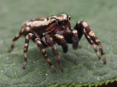 Pelegrina galathea 164452325 by Zygy. Used under a CC0 license.
