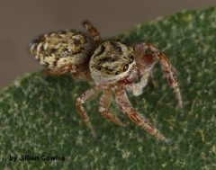 Pelegrina kastoni 88958563 by jcowles. Used under a CC BY 4.0 license.