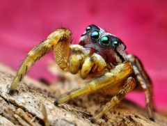Pelegrina pervaga by Opo Terser. Used under a CC BY 2.0 license.