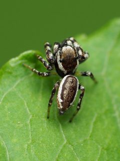 Pelegrina proterva 110877389 by Katja Schulz. Used under a CC BY 4.0 license.